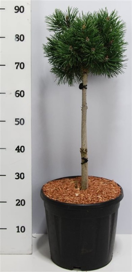 Pinus mugo 'Mops'