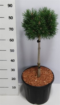 Pinus mugo 'Mops'
