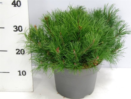 Pinus mugo mugo