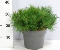 Pinus mugo mugo