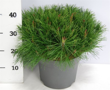 Pinus mugo mugo