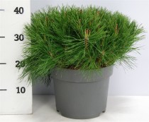 Pinus mugo mugo