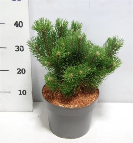 Pinus mugo 