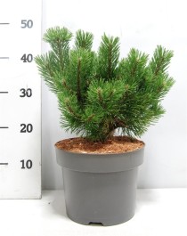 Pinus mugo 