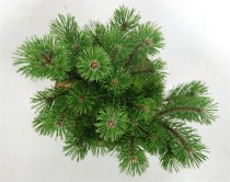 Pinus mugo 'Mumpitz'