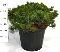 Pinus mugo pumilio