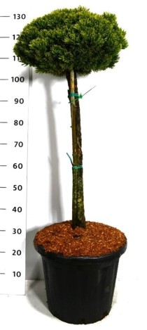 Pinus mugo 'Sherwood Compact'