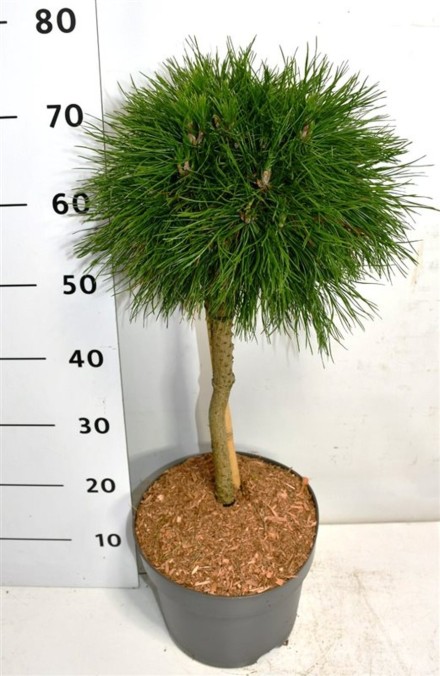 Pinus mugo 'Varella'