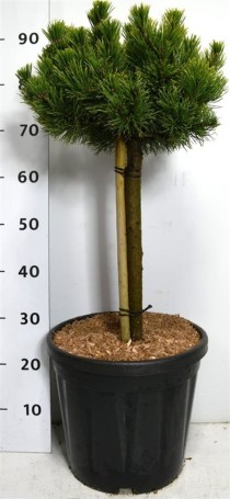 Pinus mugo 'Carsten'