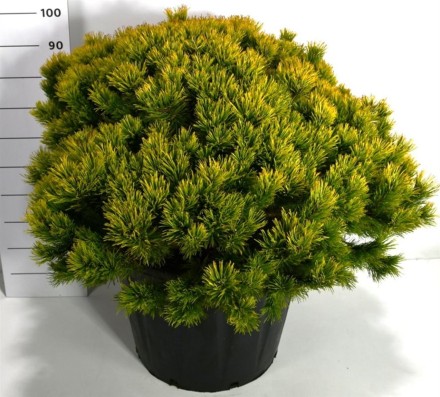 Pinus mugo 'Winter Gold'