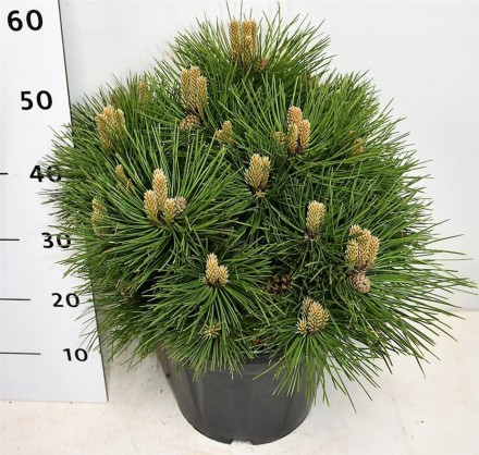 Pinus nigra 'Nana'