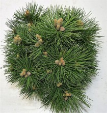 Pinus nigra 'Nana'