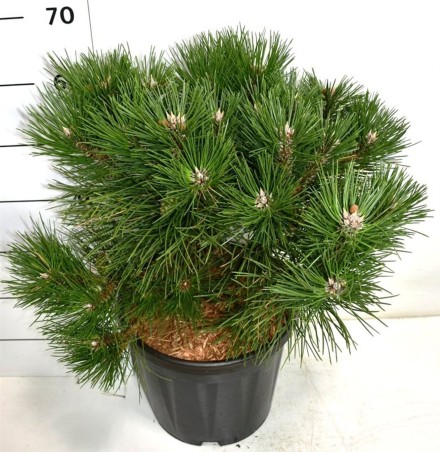 Pinus nigra 'Nana'