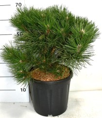 Pinus nigra 'Nana'