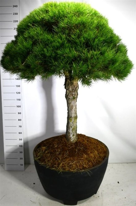 Pinus nigra nigra