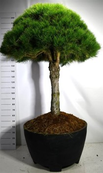 Pinus nigra nigra