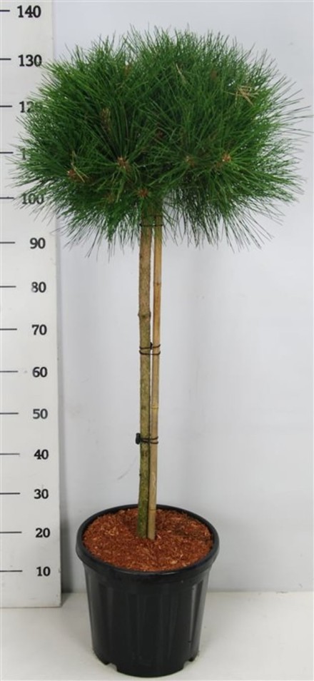 Pinus nigra 'Pierrick Bregeon'