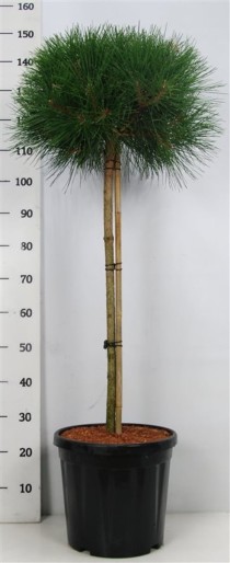 Pinus nigra 'Pierrick Bregeon'