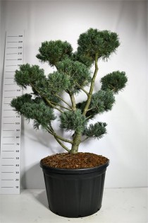 Pinus parv. 'Glauca'