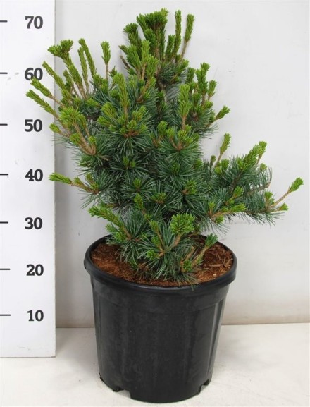 Pinus parv. 'Negishi'