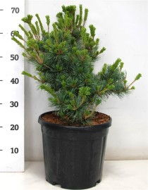 Pinus parv. 'Negishi'