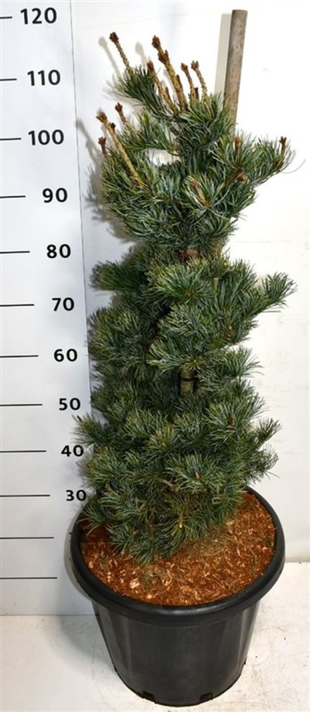 Pinus parv. 'Negishi'
