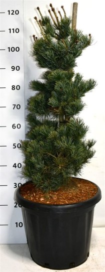 Pinus parv. 'Negishi'