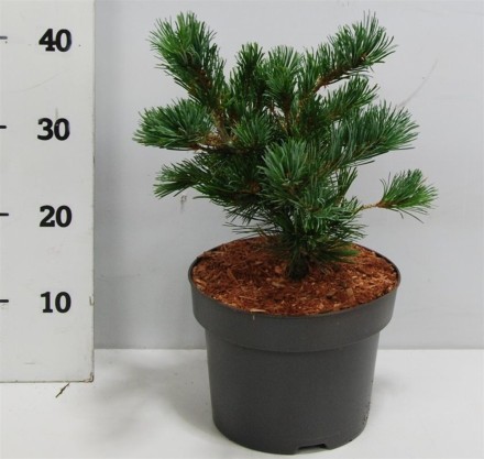 Pinus parv. 'Negishi'