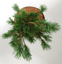 Pinus parv. 'Negishi'