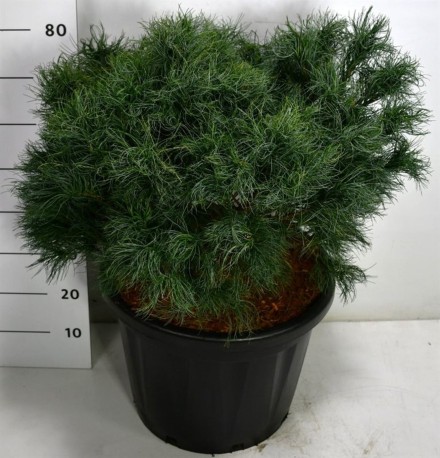 Pinus strobus 'Wiggles'