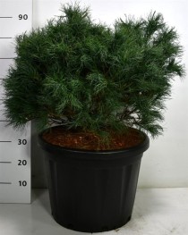 Pinus strobus 'Wiggles'