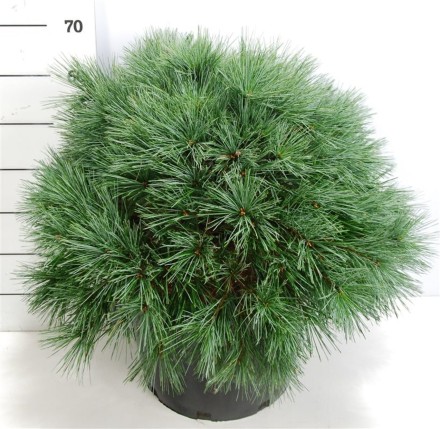 Pinus strobus 'Bergman's Mini'