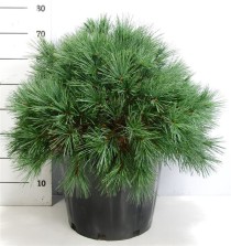 Pinus strobus 'Bergman's Mini'