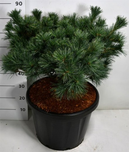 Pinus strobus 'Krüger's Lilliput'