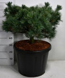 Pinus strobus 'Krüger's Lilliput'