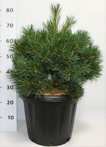 Pinus strobus 'Krüger's Lilliput'