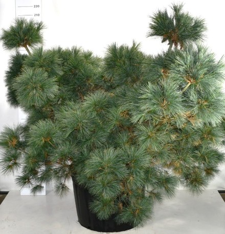 Pinus strobus 'Macopin'