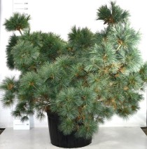 Pinus strobus 'Macopin'