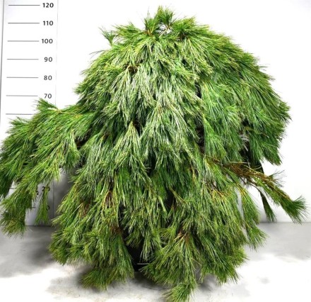 Pinus strobus Niagara Falls