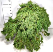 Pinus strobus Niagara Falls