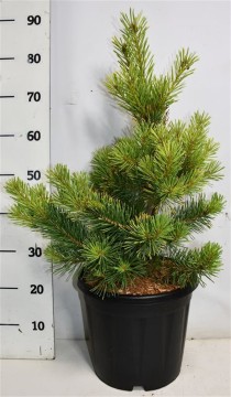 Pinus sylv. 'Aurea'