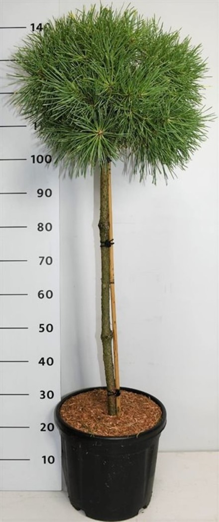 Pinus sylv. 'Aurea'