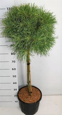 Pinus sylv. 'Aurea'