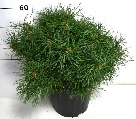 Pinus sylv. Blue Pearl