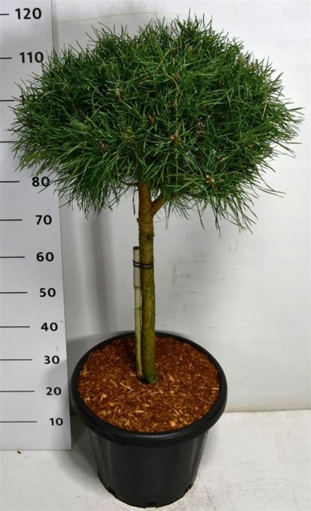 Pinus sylv. Blue Pearl