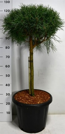Pinus sylv. Blue Pearl