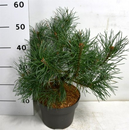 Pinus sylv. 'Chantry Blue'