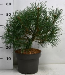 Pinus sylv. 'Chantry Blue'