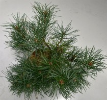 Pinus sylv. 'Chantry Blue'