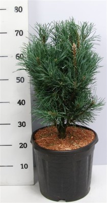 Pinus sylv. 'Fastigiata'